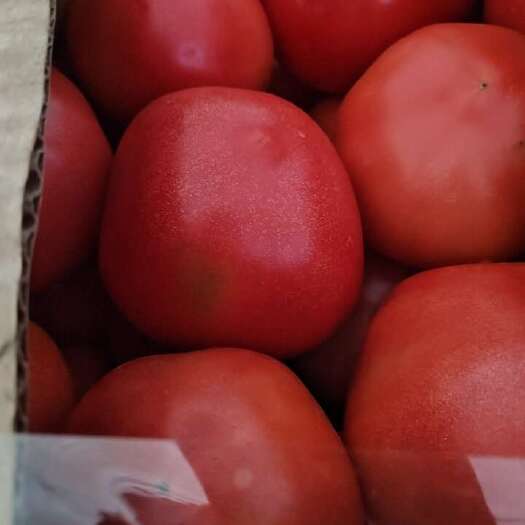 滦南县西红柿，硬粉，安娜