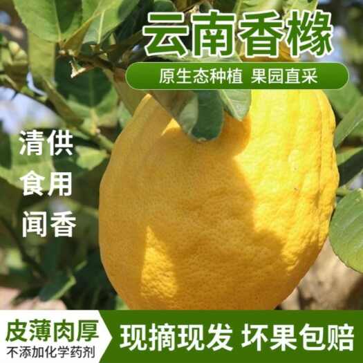 保山云南脆皮香橼