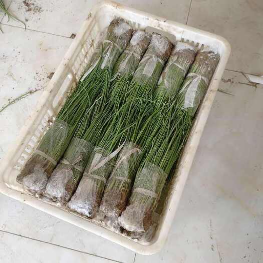 临颍县紫皮洋葱苗半高二红扁平洋葱苗产量6两左右出口品质质量保证