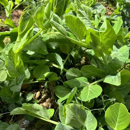 黔西市贵州现摘豌豆尖豆苗精品