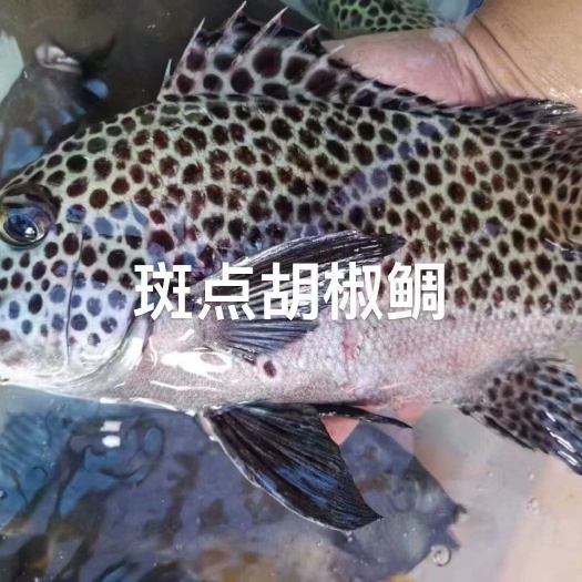 琼海市西沙珊瑚鱼活鱼放血真空包裝