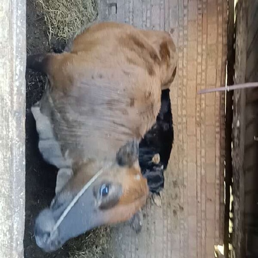 道县黄牛