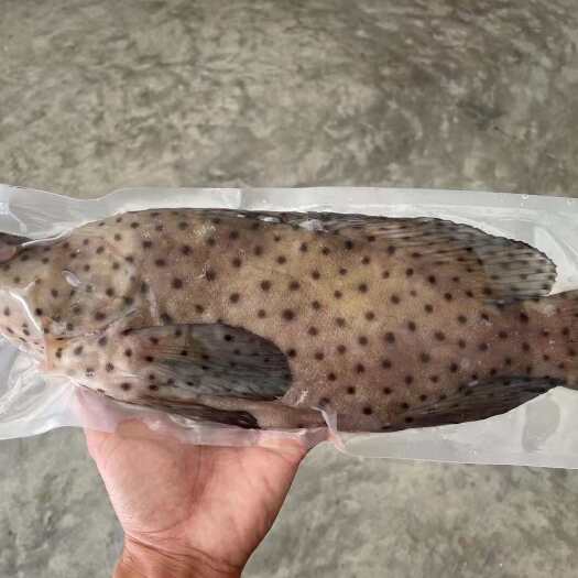 琼海市海南琼海直达 老鼠斑石斑鱼 活鲜冷冻整车供应
