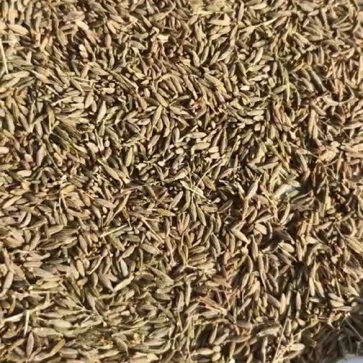 喀什市新疆孜然