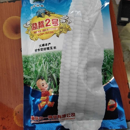 玉溪劲糯2号 国审（西南）大棒丰产鲜食甜糯玉米