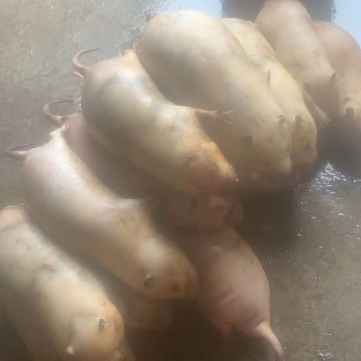 柳州优质土拨鼠生鲜肉类 农场直供 新鲜速发