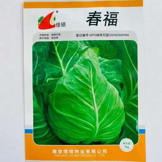 沭阳县绿领春福甘蓝种子杂交春甘蓝牛心甘蓝种籽包菜种子春秋播种卷心菜