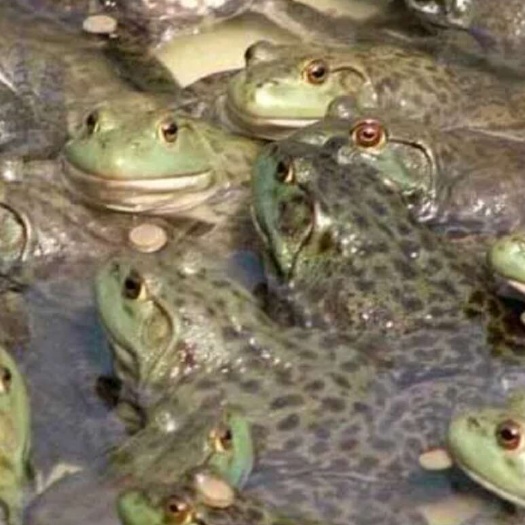 牛蛙