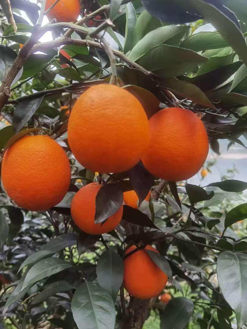圆红纽荷尔一件代发  湖北秭归产地鲜果现摘现发