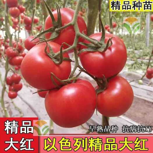寿光市精品大红，抗病毒，
