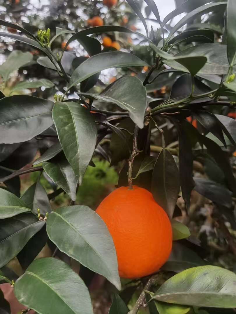 圆红纽荷尔一件代发  湖北秭归产地鲜果现摘现发