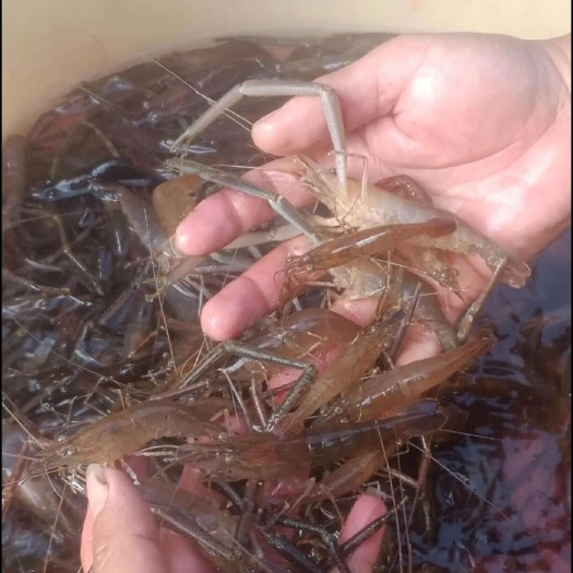 河虾