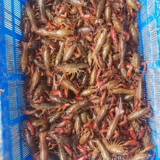 济宁龙虾苗