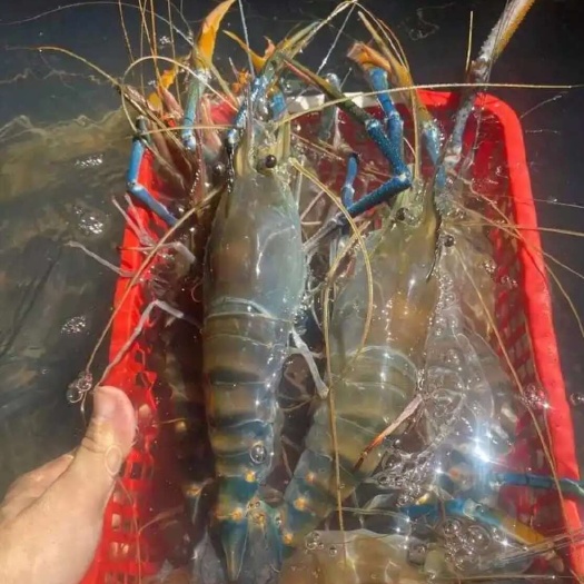 昆山市大头虾