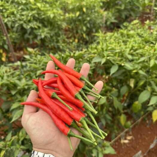 长沙辣椒新鲜直发云南当季特色蔬菜农家自种放心食用