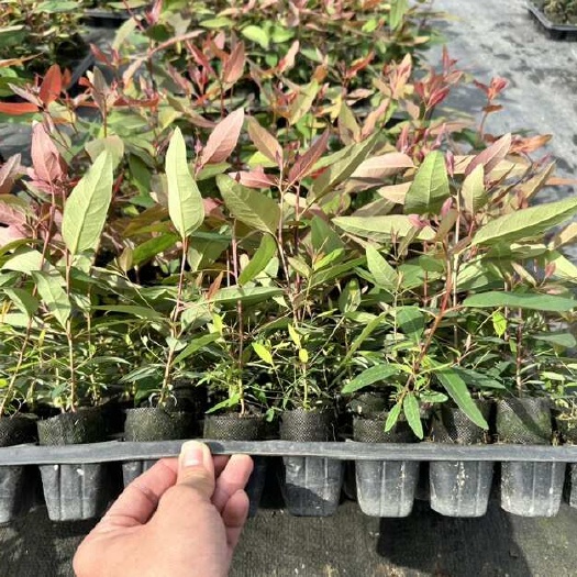 遂溪县强抵抗广林29苗 头苗