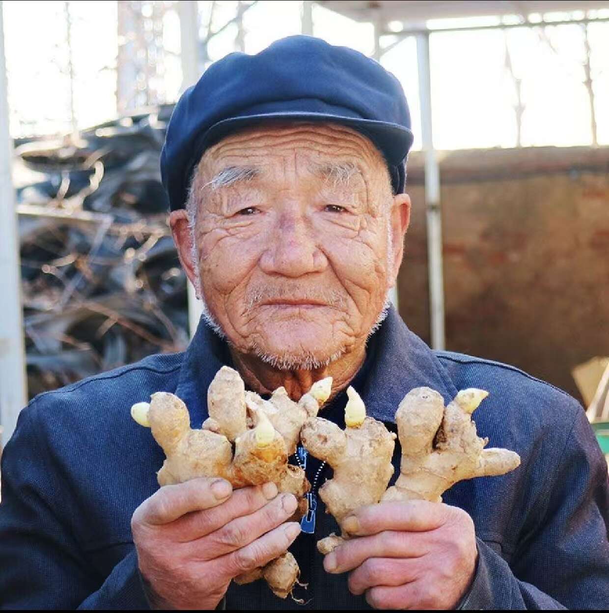 【推荐】姜种供应 山农一号368 脱毒种子 亩产一万五