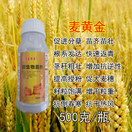 小麦专用麦黄金促分蘖返青快增加千粒重提高小麦籽粒质量增产增收