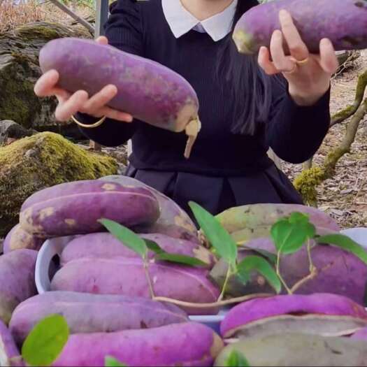 古丈县基地八月瓜树苗 丁社长免费送苗合作种植签约包收