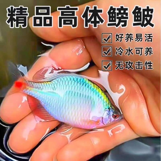 海盐县发色鳑鲏鱼希有公6厘米左右，2.6元条，10条包邮