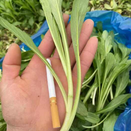 上海精品南汇大马兰头