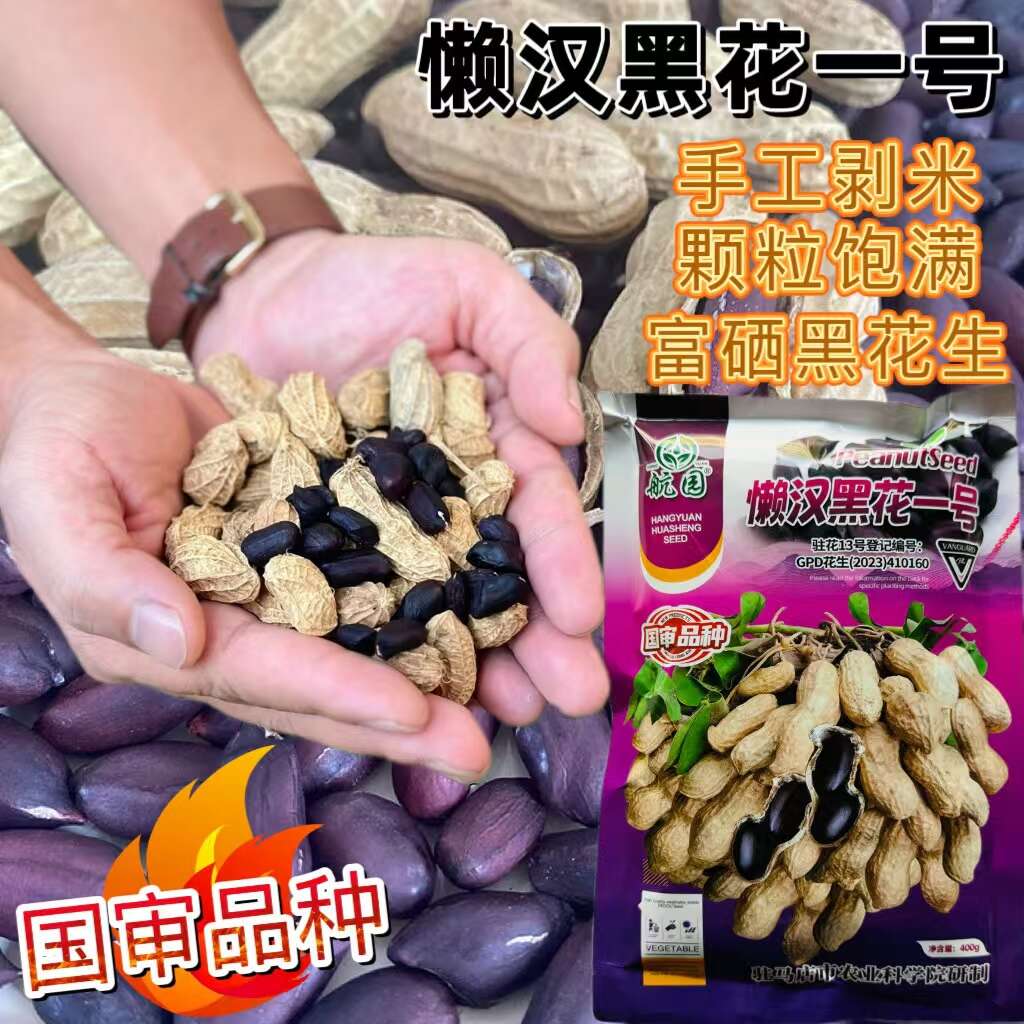 航园黑花生懒汉黑花一号黑花生种子 早熟大粒国审黑花生种子