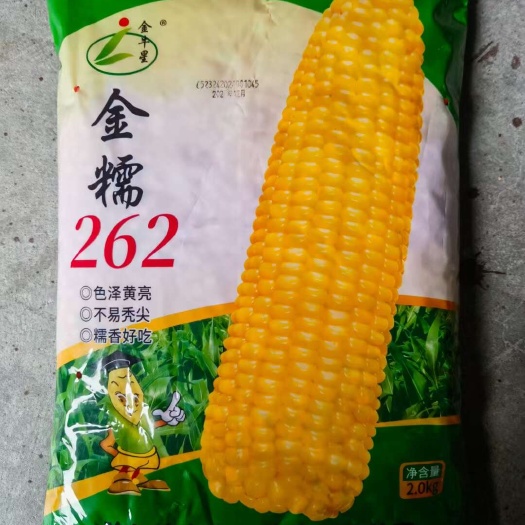 济南金糯262、金糯206黄糯玉米种子大黄黏玉米种子