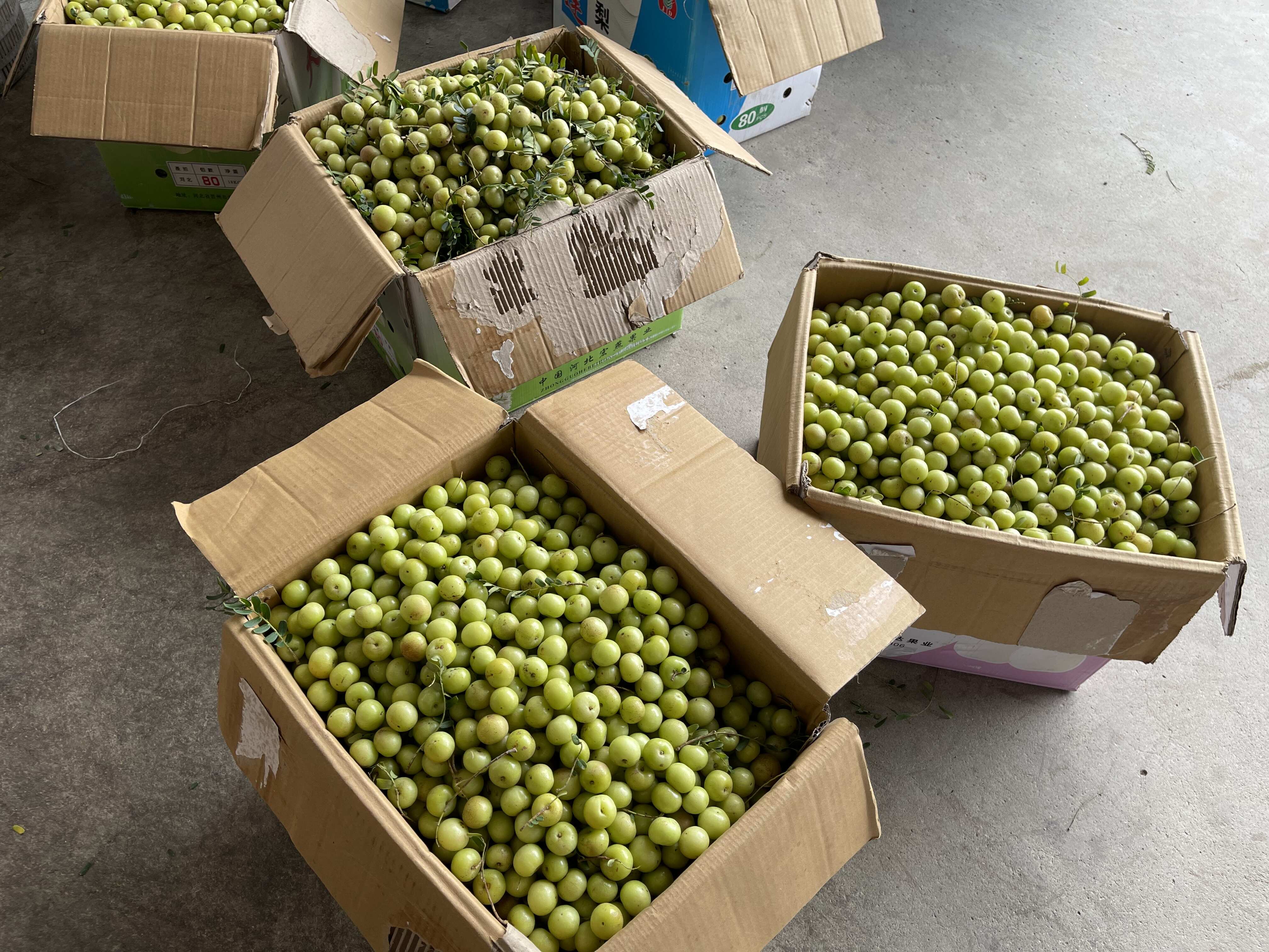 矮种油甘翻花甜种油甘油甘果 榨汁生吃 腌制泡酒 每天现摘现发