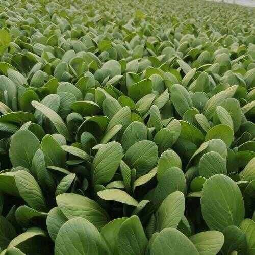 新鲜直采日照东港小油菜绿色健康蔬菜 产地直发 山东特色农产品