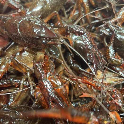 潜江市湖北潜江清水小龙虾 中青4-6