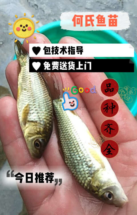 鲤鱼苗  支持送货上门，货到付款量大从优，四川，云南，贵州，