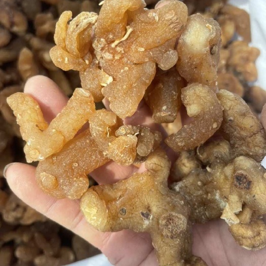 长沙黄精