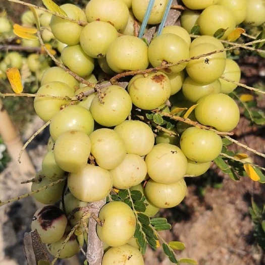 普宁市矮种油甘翻花甜种油甘油甘果 榨汁生吃 腌制泡酒 每天现摘现发