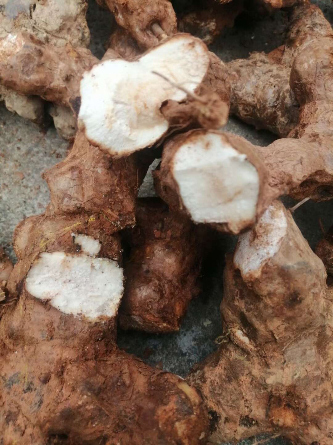 土茯苓  新鲜  本地土茯苓 粉质白肉  无硫 产地直销