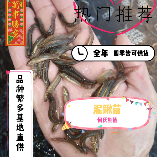 泥鳅苗 支持送货上门，货到付款量大从优，四川，云南，贵州