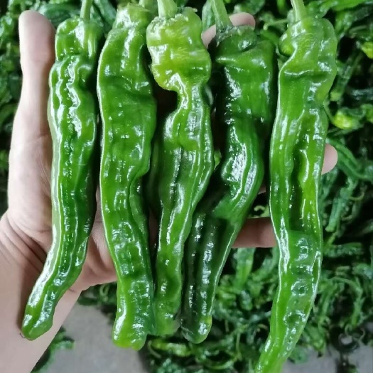 海南精挑小皱皮货源充足