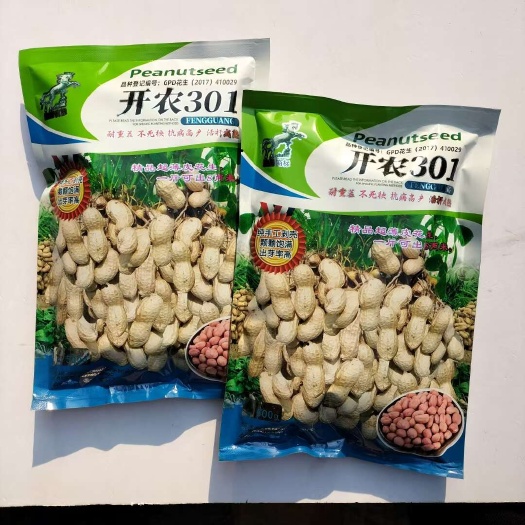 沭阳县开农301花生种子耐重茬抗病丰产花生种子郑农花19号花生种子