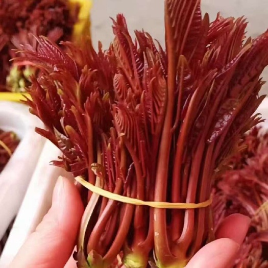 大竹县香春芽