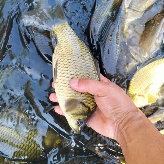 江苏鲜活育苗，黄金鲫，叉尾回，杂交黄桑鱼，量大从优，保质保量