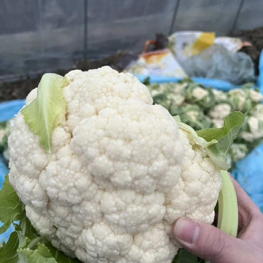 重庆市优选花菜，现砍现卖