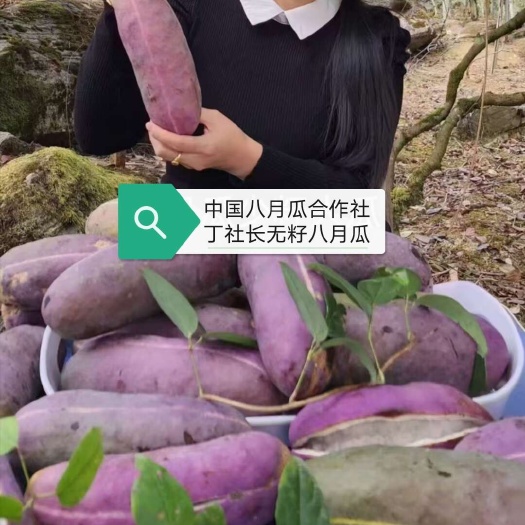 （无籽推广）无籽八月瓜树苗 免费送苗合作种植签约包收丁社长