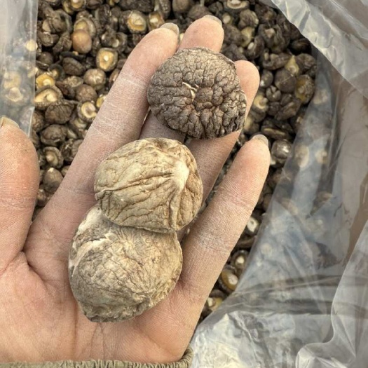 泌阳县干香菇 包邮2025新货冬菇3-4厚肉烘干新冬菇