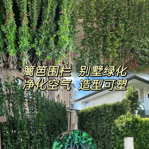冬青树苗室外绿化植物围墙篱笆苗风景大叶北海道树苗耐寒四季常青