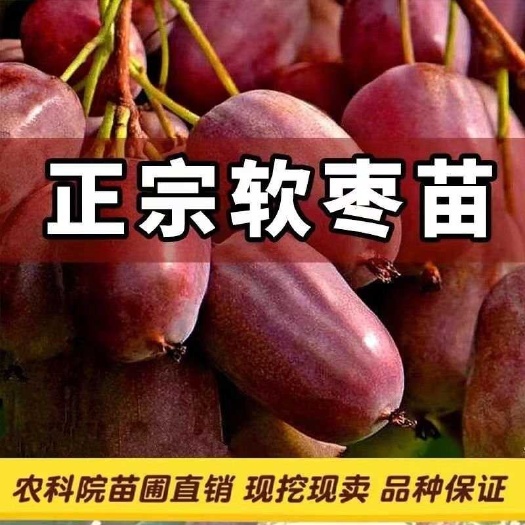 古丈县软枣猕猴桃苗 红色红色九月龙城抗寒当年挂果 送苗种植包回收
