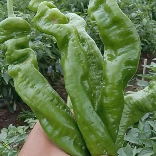 海南精品龙椒大量有货价格便宜