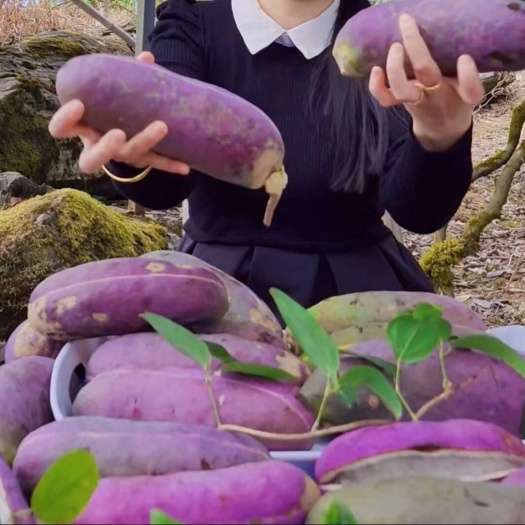 （真无籽贵）无籽八月瓜苗 中国八月瓜合作社丁社长送苗种植包收