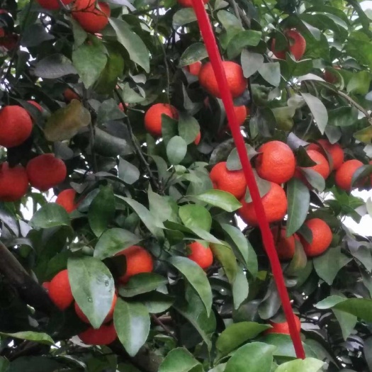 河池广西河池  砂糖橘   沃甘