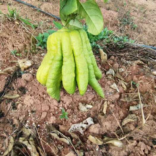 昆明青佛手柑
