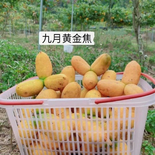 古丈县无籽九月黄树苗 抗寒 丁社长送苗种植包回收 九月黄金蕉苗