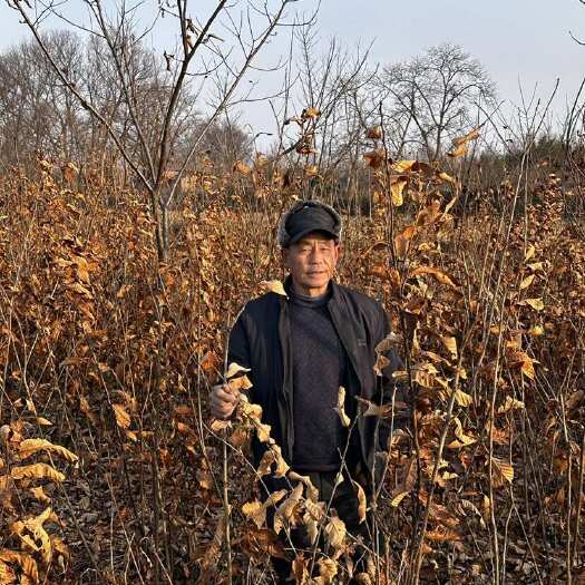 罗山县2025油栗苗正式出产，欢迎各位老板采购，量大从优